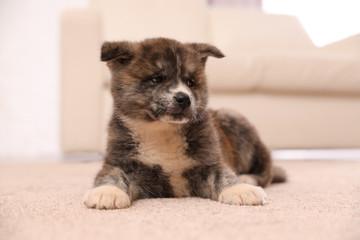 Cute Akita inu puppy indoors. Friendly dog