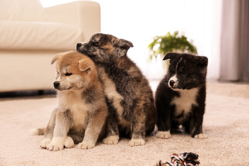 Cute Akita inu puppies indoors. Friendly dogs