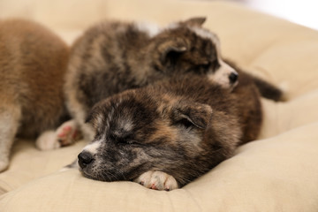 Obraz premium Akita inu puppies on pet pillow. Cute dogs