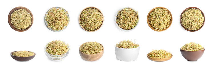 Set of sprouted green buckwheat isolated on white