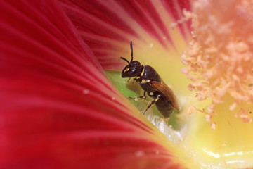 Bee