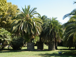 palm trees in park