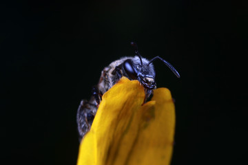 Bee