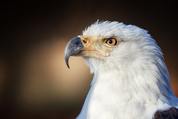 Portrait of adult African fish eagle, Haliaeetus vocifer, isolated on blurred background. Side view. Eagle eye. Close up african raptor, eagle from Mana Pools, Zimbabwe, Africa.