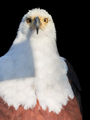 Isolated on black background, vertical portrait of adult African fish eagle, Haliaeetus vocifer. Direct view. Eagle eye. Close up african raptor, eagle from Mana Pools, Zimbabwe, Africa.