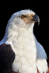 Isolated on black background, vertical portrait of adult African fish eagle, Haliaeetus vocifer. Side view. Eagle eye. Close up african raptor, eagle from Mana Pools, Zimbabwe, Africa.