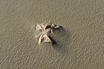 Feuille dans le sable