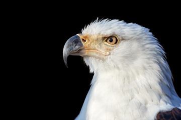 Isolated on black background, vertical portrait of adult African fish eagle, Haliaeetus vocifer. Side view. Eagle eye. Close up african raptor, eagle from Mana Pools, Zimbabwe, Africa.