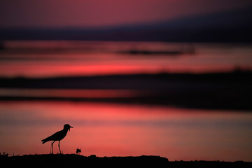 Sunset in African nature. Silhouette of bird, wattled Lapwing, Vanellus albiceps, walking on the...