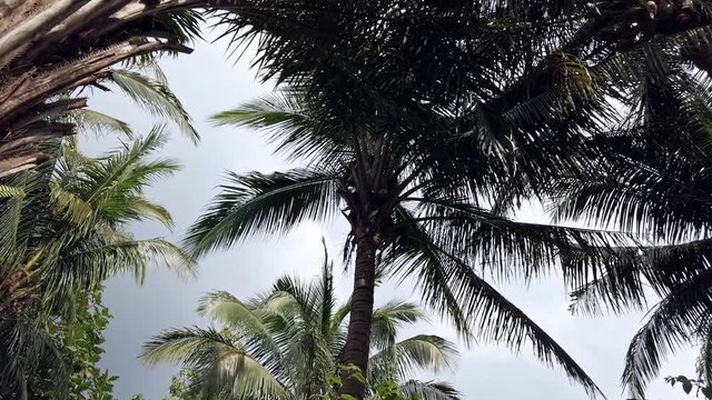 Palm Trees Cloudy Sky Philippines Steady Cam