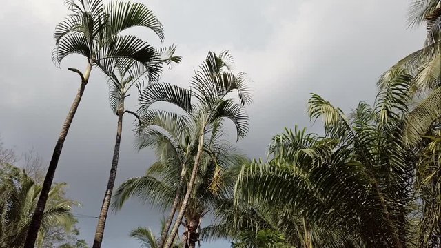 Palm Trees Cloudy Sky Philippines Steady Cam