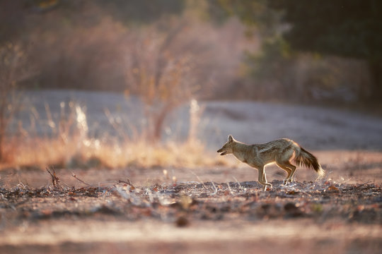 Side Striped Jackal, Canis adustus, african dog-like carnivore, running over backlit evening savanna against  blurred forest in background.  Low angle, wild animal action photo, Mana Pools, Zimbabwe.