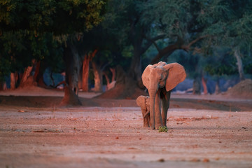 Fototapeta na wymiar Mother elephant with baby elephant coming out of the forest to drink from the Zambezi River. Late evening photo. African elephant family illuminated by reddish light, direct view. Mana Pools, Zimbabwe
