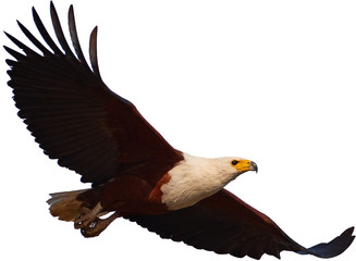 Isolated on white background, African fish eagle, Haliaeetus vocifer flying with outstretched wings. African raptor, wild animal.  Zambezi river flood plains, Mana Pools, Zimbabwe.