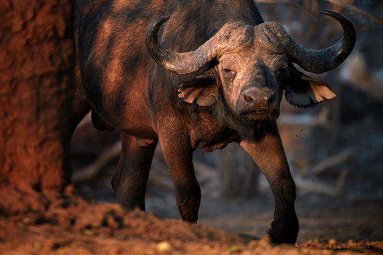 Close up African buffalo, Syncerus caffer, dangerous animal in vibrant morning light. Big male coming out of the forest, looking towards the camera. Direct view, low angle photo. Mana Pools, Zimbabwe. - Powered by Adobe