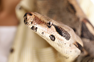 Woman with her boa constrictor at home, closeup. Exotic pet