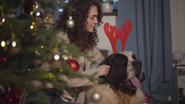 Change of focus from decorated Christmas tree branch to young cute Caucasian woman putting New Year's horns of deer on her pet's head. Beautiful girl and her Saint Bernard preparing for Christmas eve.