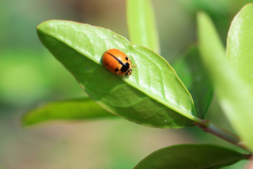 Propylaea japonica