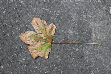 Single dry acer leaf on sidewalk asphalt, park during december autumn