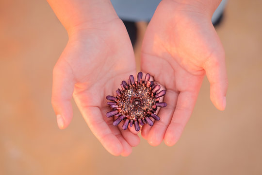 young hands holding sea life