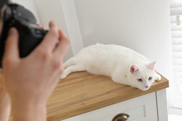 Professional animal photographer taking picture of beautiful white cat indoors, closeup