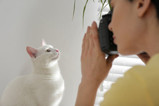 Professional animal photographer taking picture of beautiful white cat indoors, closeup
