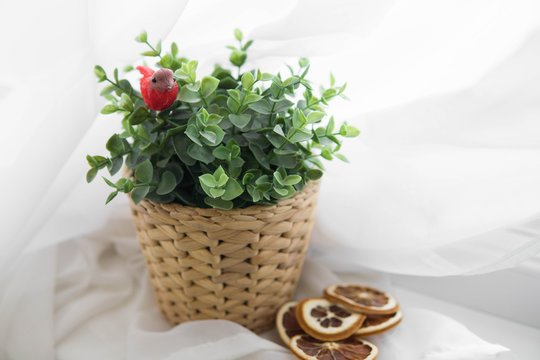 Home decor flowerpot with green herb and red bird on white background