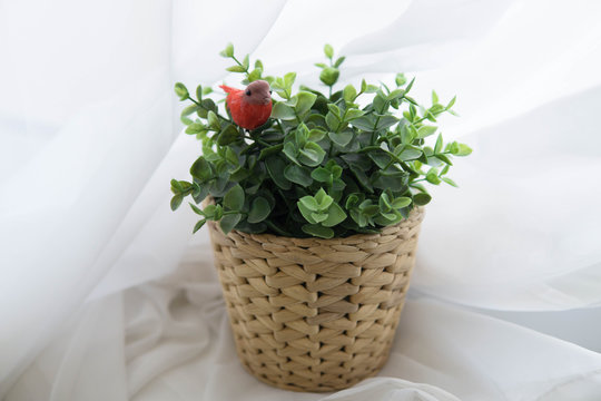 Home decor flowerpot with green herb and red bird on white background