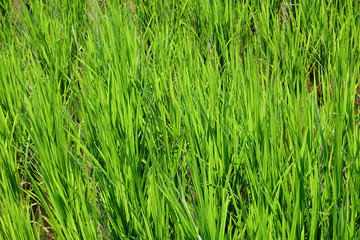 Green rice plant backgrounds,close up