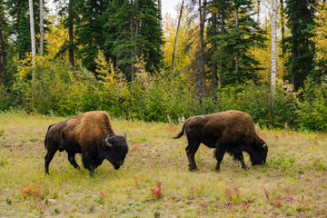 Two Bison Eating Grass