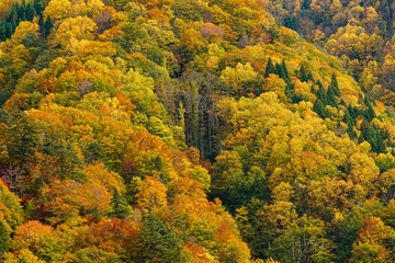 An amazing autumn season of Shirakami mountains.