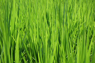 Green rice plant backgrounds,close up