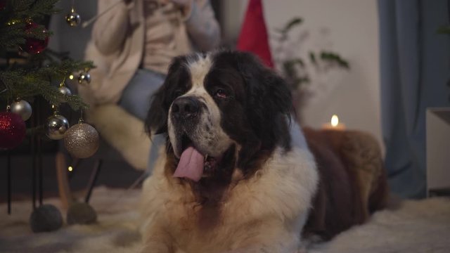 Close-up of big Moscow Watchdog lying at soft carpet at home. Unrecognizable Caucasian woman knitting at the background. Purebred dog resting on New Year's eve indoors.