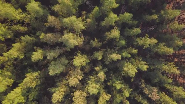 Aerial view of evergreen coniferous tree forest in winter