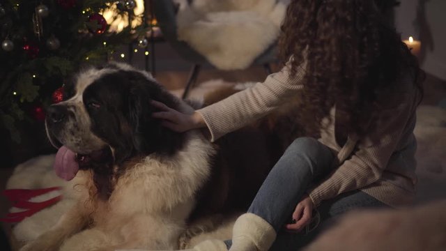 Top view of charming Caucasian girl caressing big Saint Bernard in front of Christmas tree and fireplace. Happy woman spending New Year's eve at home with pet. Holidays, happiness, celebration.