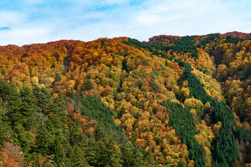 An amazing autumn season of Shirakami mountains.