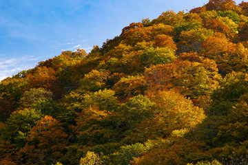 An amazing autumn season of Shirakami mountains.