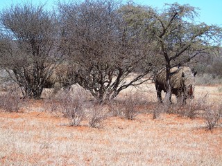 White rhino in Mokala NP