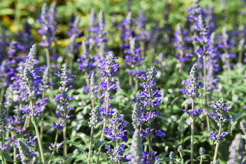 Obraz premium Fresh blue salvia flower in the garden