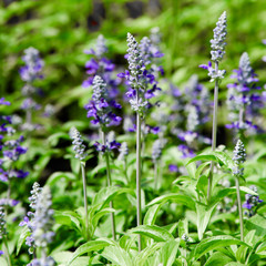 Fototapeta premium Fresh blue salvia flower in the garden