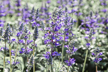Obraz premium Fresh blue salvia flower in the garden