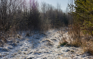 First frost in winter forest