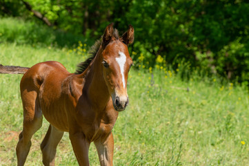 Close-up portrait of young foal on a spring pasture