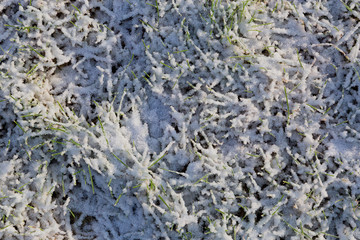 frost on the grass lawm