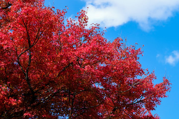 Fototapeta na wymiar selective focus full colour of leaves in the forest.