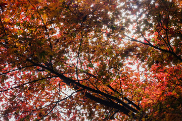 selective focus full colour of leaves in the forest.