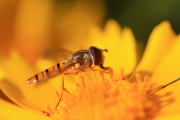 Syrphidae on plant in the wild