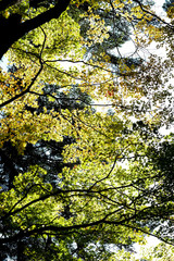 Fototapeta premium selective focus full colour of leaves in the forest.