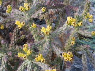 Cylindropuntia whipplei - Whipple's cholla or Plateau cholla, a wonderful shrub of cactus family...