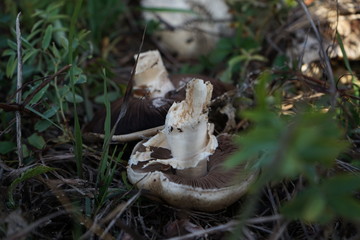 mushroom in forest